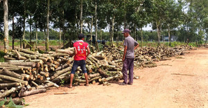 Khởi công hạng mục đầu tiên của dự án sân bay Long Thành