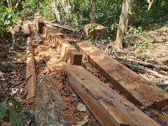 Rừng đầu nguồn ở Quảng Nam lại bị 'xẻ thịt' không thương tiếc