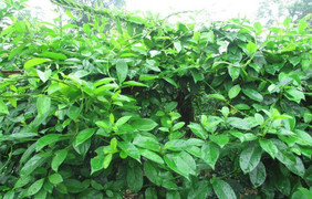 Tìm ra 2 hoạt chất mới giúp hạ đường huyết cực mạnh