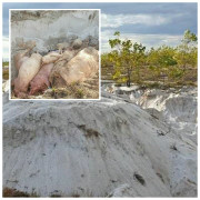 Xót xa vì lợn bệnh, dân mất thêm tiền tiêu hủy: Trả gấp lại tiền cho người chăn nuôi