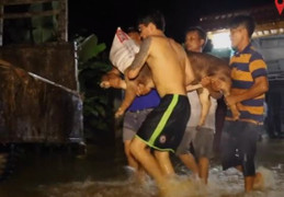 Người dân ở Đồng Nai chở lợn, bò chạy lũ trong đêm