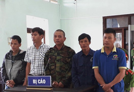 Cưa cây gỗ khô ở rừng tự nhiên, 5 người lĩnh án tù