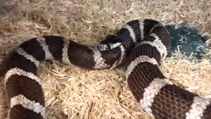 Nhầm lẫn tai hại, rắn suýt chết vì ngấu nghiến ăn thịt chính mình