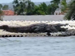 Cá sấu bò lên mái nhà dân, nằm phơi nắng tránh lũ