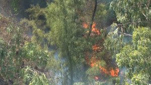 Nghi vấn dân đốt vàng mã Rằm tháng 7 gây cháy rừng ở Nghệ An