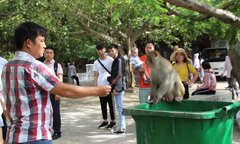 Ảnh: Hàng trăm con khỉ kéo về chùa Linh Ứng ‘xin ăn’ gây phiền toái