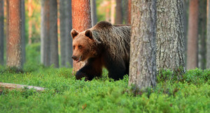 Gấu xới tung mộ trong nghĩa trang, tha mất thi thể người