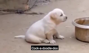 Hài hước cún con bắt chước tiếng gáy của gà trống
