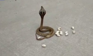 Video: Rắn hổ mang đẻ trứng giữa đường phố