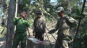 Bắt quả tang nhóm người ngang nhiên chặt hạ gỗ rừng ở Đắk Lắk