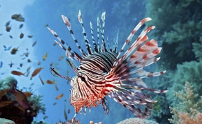 Nhà hàng chuyên phục vụ cá sư tử kịch độc