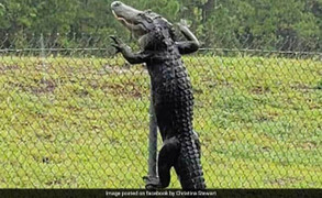 'Đối tượng lạ' đột nhập, căn cứ Mỹ nói chuyện thường ngày, không cần bận tâm