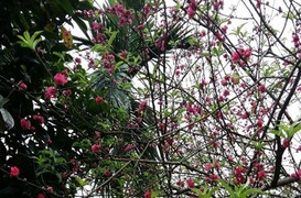 Kỳ lạ, hoa đào nở khi chớm thu