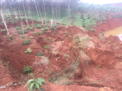 Sạt lở hồ thải quặng đuôi Nhà máy Alumin Nhân Cơ, hàng loạt cây trồng bị chôn vùi