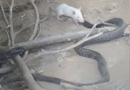 Video: Chuột bạch sử dụng vũ khí lợi hại cắn nát đầu rắn hổ mang