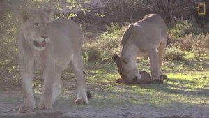 Video: Sư tử lúng túng không biết làm sao để ăn thịt rùa