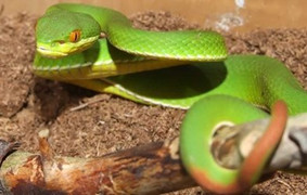 Rắn lục đuôi đỏ bò vào nhà cắn bé trai 2 tuổi ở Long An