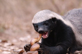 Cận cảnh màn đại chiến gay cấn giữa lửng mật và rắn độc