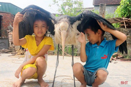 Nông dân Hà Tĩnh bắt được chim lạ khổng lồ có sải cánh dài 2m