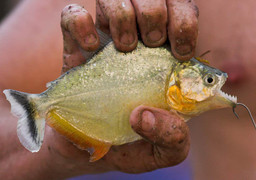 Loài cá 'ăn thịt người' piranha trở thành món ăn trên bàn tiệc