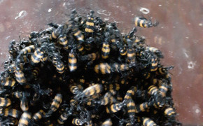 Dân Kon Tum đổ xô bắt bọ 3 sọc bán cho thương lái Trung Quốc