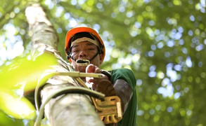 Người Dao vào rừng cạo nhựa bồ đề xuất khẩu sang châu Âu