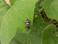 Nguy cơ gi từ việc thương lái gom mua bọ độc 3 sọc?