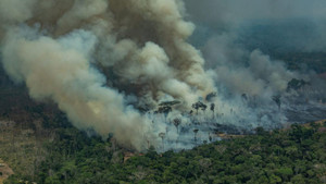 Rừng Amazon cứ giãy giụa kêu cứu trong tuyệt vọng trước lòng tham của con người