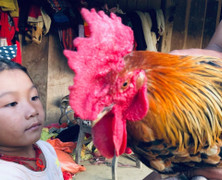 Kỳ lạ con ‘gà 9 cựa’ biến đổi giới tính ở Sơn La với lời đồn ‘ma ám’