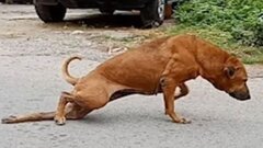 Chó giả què chân để xin ăn trên đường phố Bangkok, Thái Lan