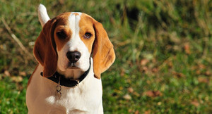 Chó tinh ranh, giả què để xin thức ăn người đi đường