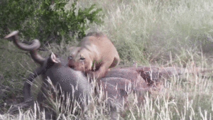 Mải đánh nhau giành bạn tình, linh dương chết thảm dưới hàm sư tử