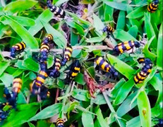 Thương lái thu mua bọ độc 3 sọc giá 'trên trời': UBND tỉnh Kon Tum chỉ đạo khẩn