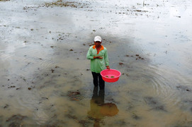Lũ không về, nông dân miền Tây mất mùa tôm cá