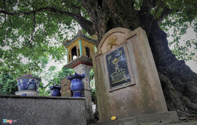 Cận cảnh 5 cây thị gần 700 tuổi ở Nghệ An