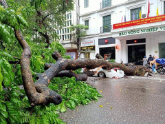 Cây cổ thụ đổ đè bẹp xe taxi, tài xế may mắn thoát chết