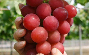 Loại nho đỏ gần 2.000 USD/kg của Nhật có gì đặc biệt?