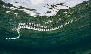 Video: Đại bàng xé xác rắn cạp nia biển