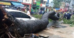 Hiểm họa từ cây xanh mùa mưa bão