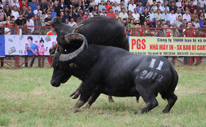 Không bán vé Lễ hội chọi trâu Đồ Sơn 2019, dân được vào xem tự do