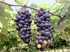 Đặc sản nho Ninh Thuận vì sao lận đận?
