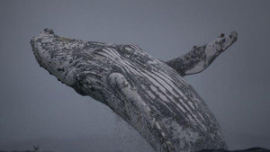 Video: Cận cảnh cá voi lưng gù trồi lên mặt nước, nhào lộn ngoạn mục