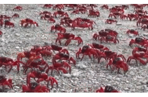 Video: 50 triệu con cua 'nhuộm đỏ' đảo Giáng Sinh ở Australia