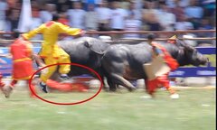 Video: Hãi hùng ông chủ trâu ngã lộn nhào trên sân bị hai 'ông trâu' phi qua người
