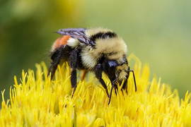 Điều gì xảy ra nếu toàn bộ côn trùng trên thế giới biến mất?