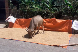 Thóc nảy mầm vứt cho trâu ăn, dân Hà Tĩnh rơi nước mắt lo ngày mai