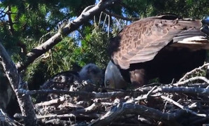 Video: Đại bàng mang diều hâu non về tổ, không ăn thịt mà chăm sóc như con