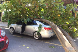 Cây to bật gốc đè tô tô ngay giữa trời nắng