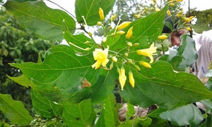 Ám ảnh nỗi đau mang tên lá ngón ở Điện Biên