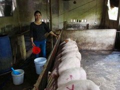 Sự thật chuyện lợn ở Đồng Nai thoát dịch tả lợn châu Phi nhờ ăn bã rượu